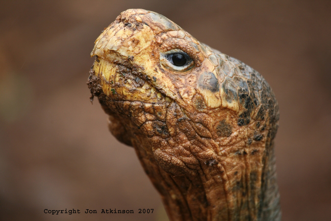 Pinta Galapagos Tortoise, Lonesome George